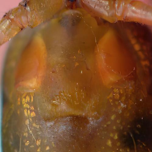 Tetragnatha montana